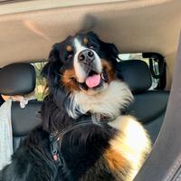 Bovaro del Bernese maschio per monta