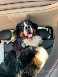 Bovaro del Bernese maschio per monta