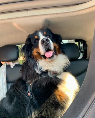 Bovaro del Bernese maschio per monta