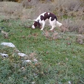 Cane da caccia Springer Spaniel
