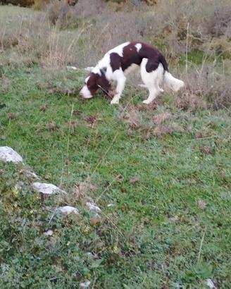 Cane da caccia Springer Spaniel