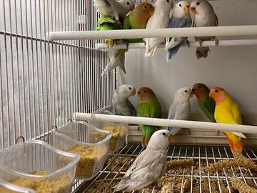 Inseparabili novelli 2024/25