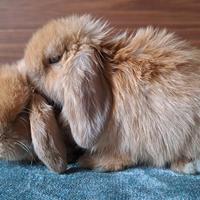 Meravigliosi coniglietti arieti nani minilop