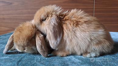 Meravigliosi coniglietti arieti nani minilop