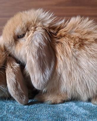 Meravigliosi coniglietti arieti nani minilop