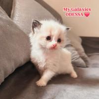 Cucciola Ragdoll con pedigree