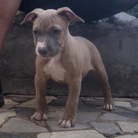 Pitbull ukc