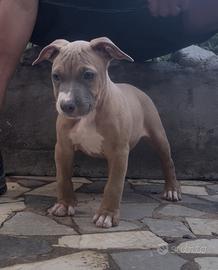 Pitbull ukc