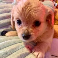 MALTIPOO maltese barboncino