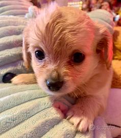 MALTIPOO maltese barboncino