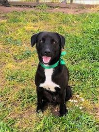 Dolcissimo cagnolino in adozione taglia media picc
