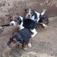 Cuccioli beagle bassotto