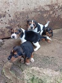 Cuccioli beagle bassotto
