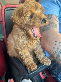 Barboncino mini Toy 3 mesi