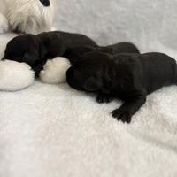 Schnauzer nano nero