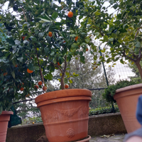 Pianta d'arancio tarocco