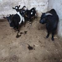 Capretti tibetani