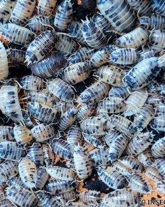 Isopodi per terrario bioattivo