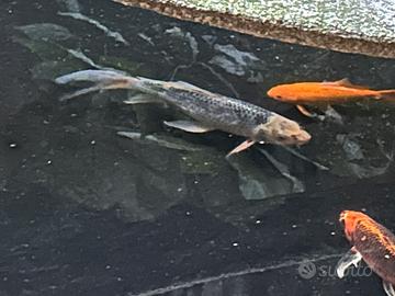 carpa koi
