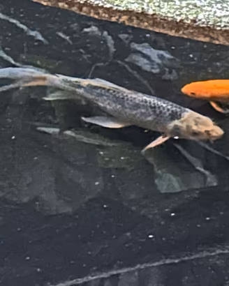 carpa koi
