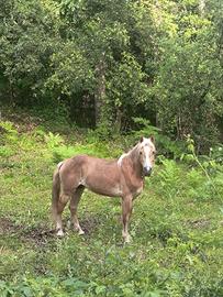Cavallo Haflinger