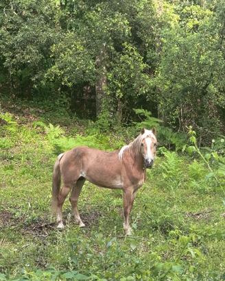 Cavallo Haflinger