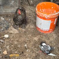 Galline e galli ornamentali