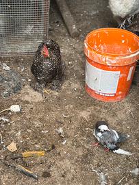 Galline e galli ornamentali