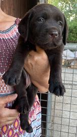 Labrador marroni con pedigree