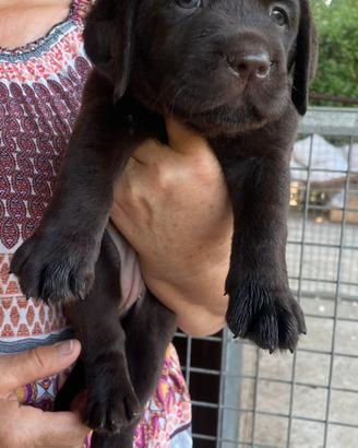 Labrador marroni con pedigree