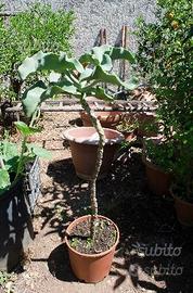 Kalanchoe beharensis