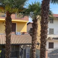 3 palme gratis