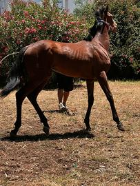 Puledra