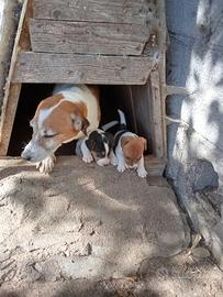 Cuccioli jack Russell