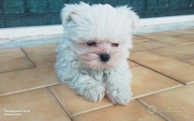 Cuccioli maltese piccola taglia