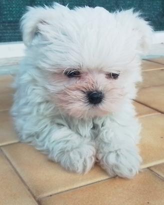 Cuccioli maltese piccola taglia