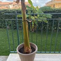 Pianta banano