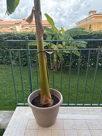 Pianta banano