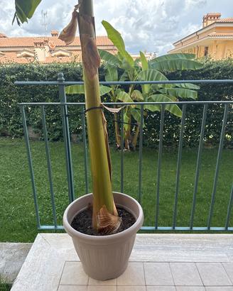 Pianta banano