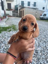 Bassotti puri fulvo crema