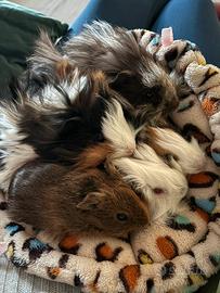 Porcellini d'india/cavie