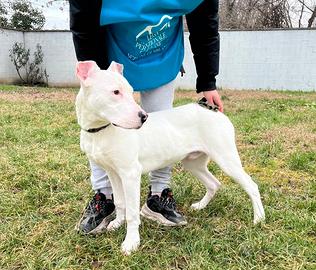 Albino dogo