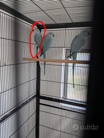 Parrocchetto dal collare blu cleartail