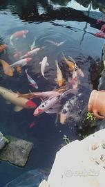 CARPE KOI.