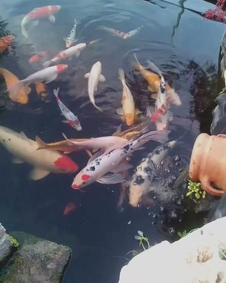 CARPE KOI.