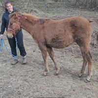 Puledro