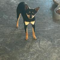 Cucciolo cane pincher