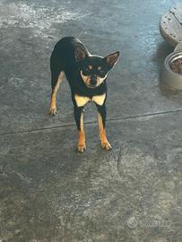 Cucciolo cane pincher