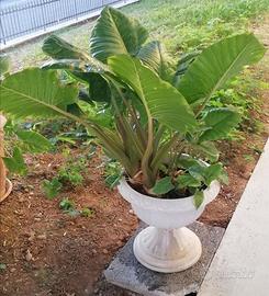 Pianta di ALOCASIA con vaso plastica bianco