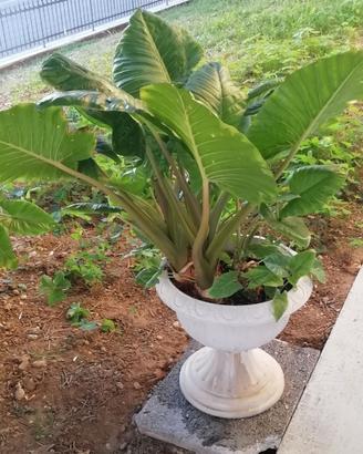 Pianta di ALOCASIA con vaso plastica bianco